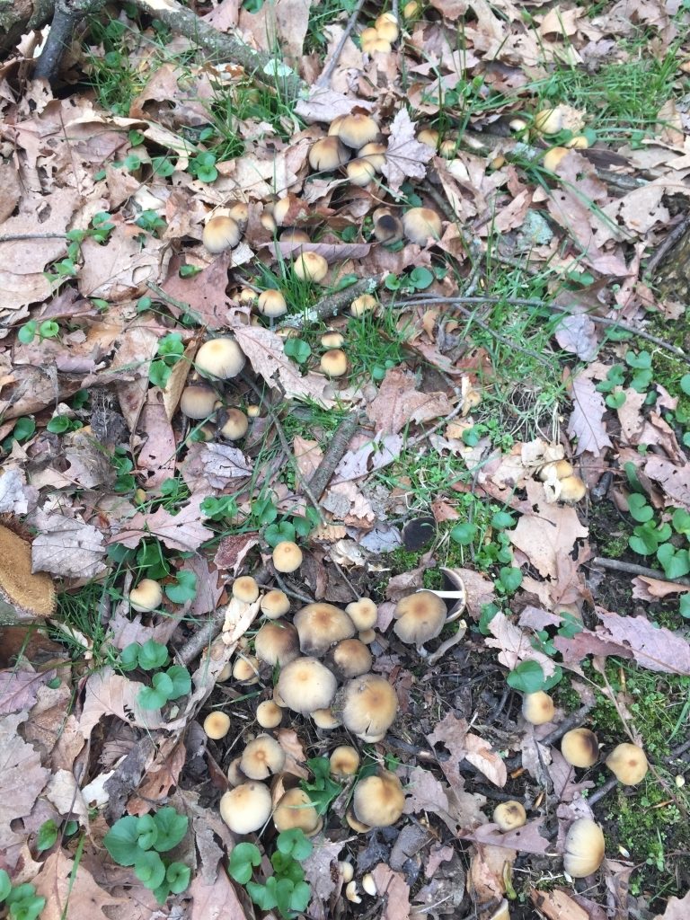 Inky Cap Mushrooms