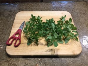 Oregano-Clippings