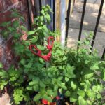 Oregano-in-a-Pot-With-Scisors-For-Trimming