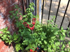 Oregano-in-a-Pot-With-Scisors-For-Trimming